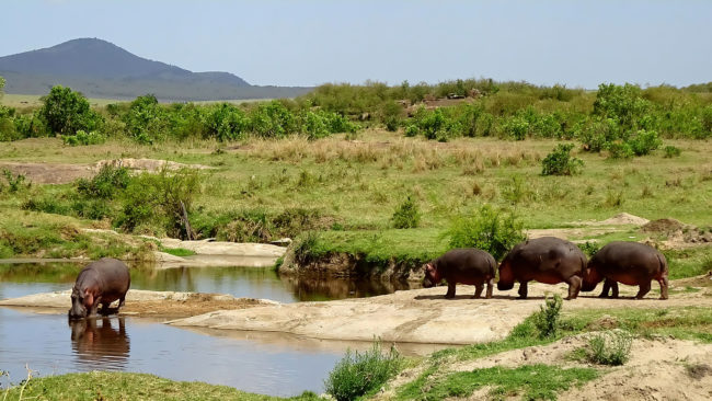 Nilpferd-Warteschlange Kenia.