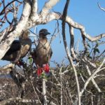 Ecuador und Galapagos