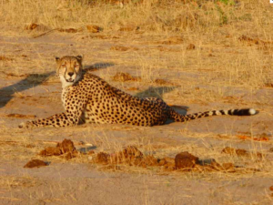 Gepard Little Makalolo Camp Hwange Nationalpark