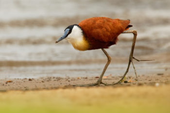 Sambia Vogelbeobachtung am Tag African Jacana - Actophilornis africanus ist ein Watvogel aus der Familie der Jacanidae, erkennbar an langen Zehen und langen Krallen, die es ihnen ermöglichen, auf schwimmender Vegetation in flachen Seen zu gehen